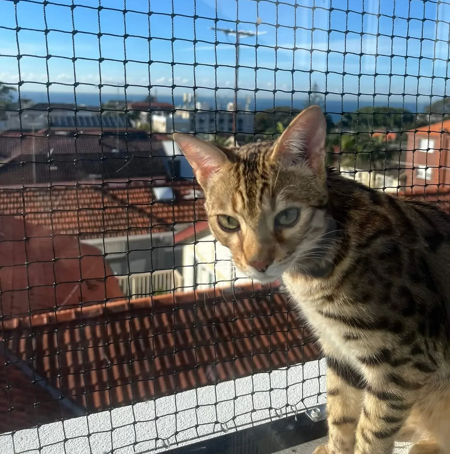 Bangalcat on cat enclosure