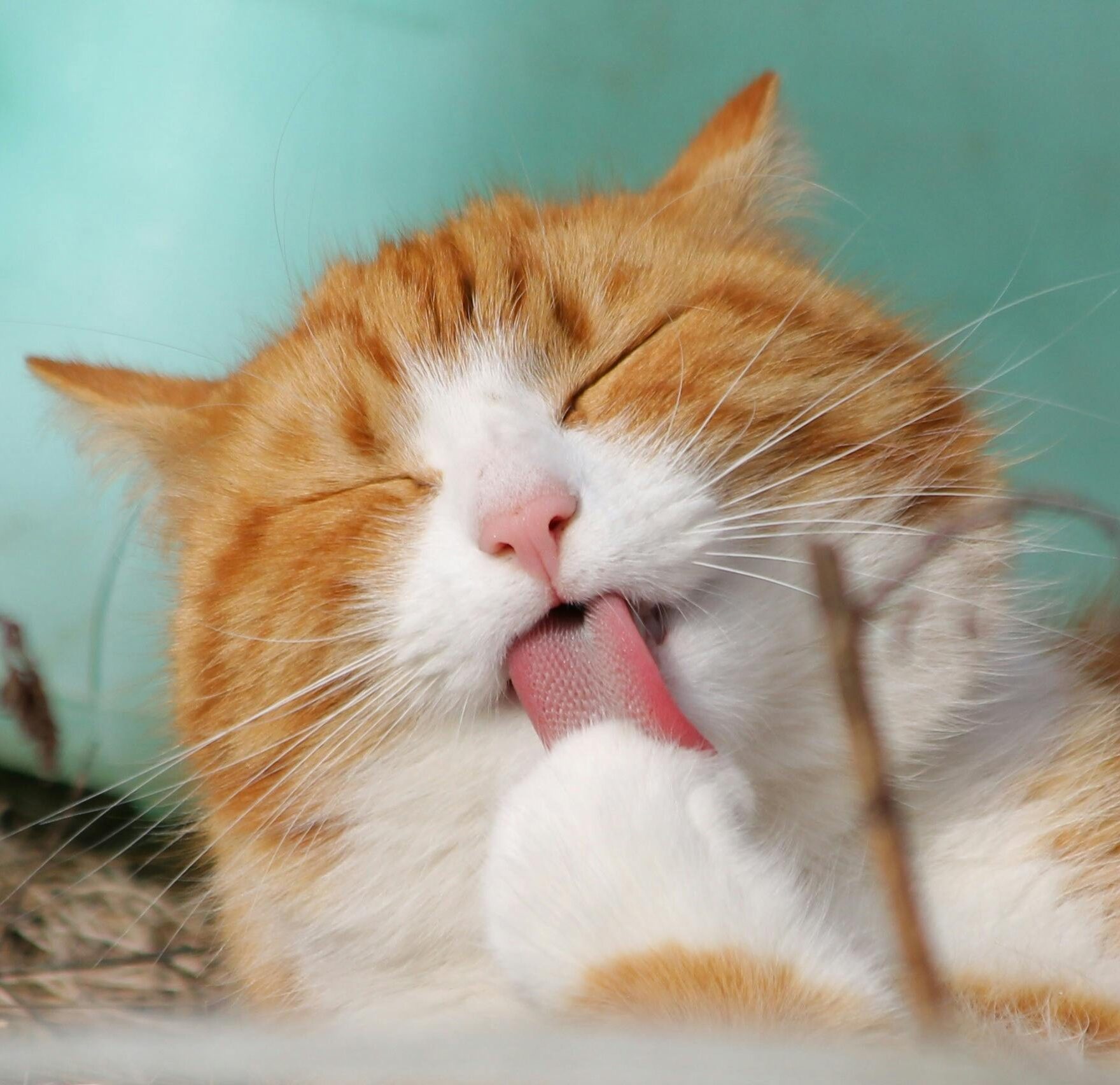 ginger tabby cat grooming itself outdoors in soft sunlight.
