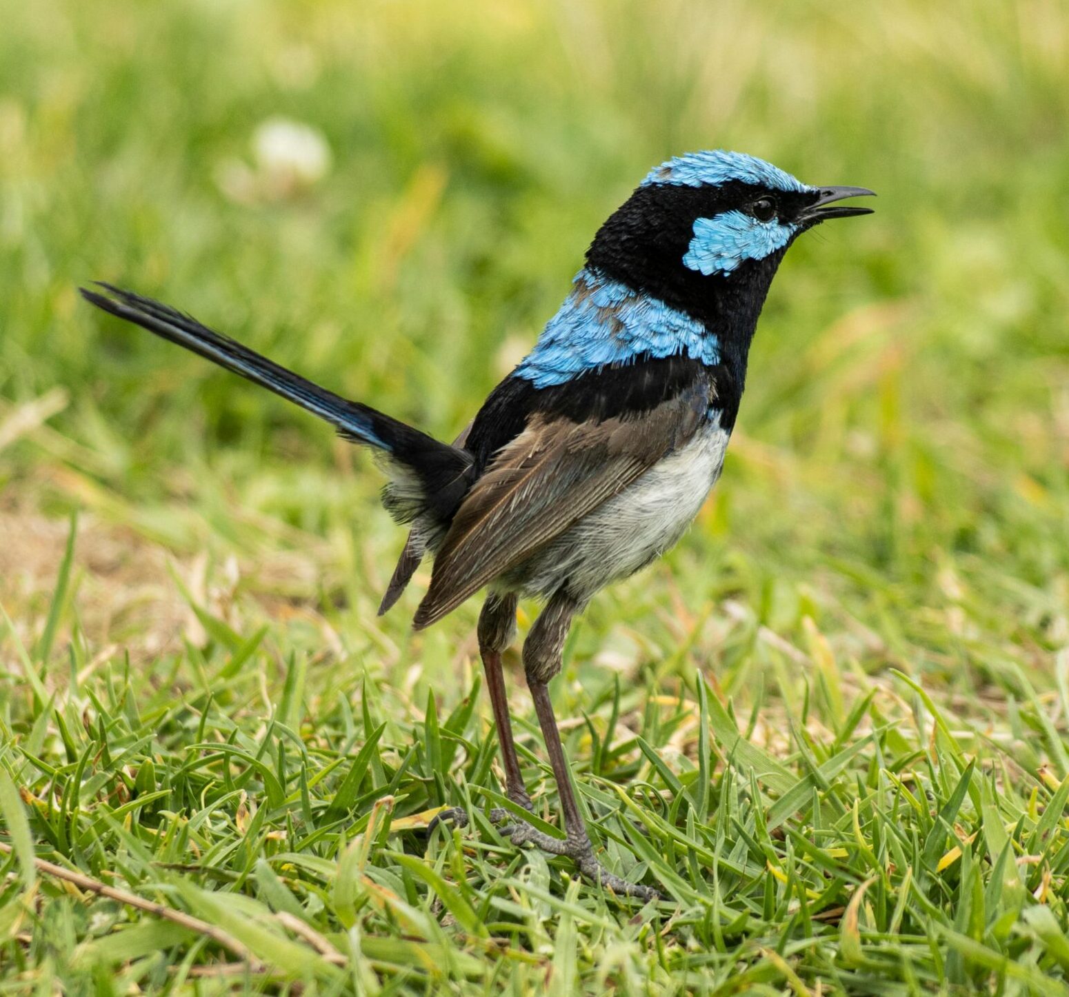 Close-up of a colorful male Superb Fairywren singing in Sydney.